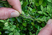 Buchsbaumzünsler, Schädling auf Buchsbaumhecke (Cydalima perspectalis), close-up