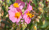 Sonnenröschen 'Lawrensons Pink' (Helianthemum) mit Biene auf Blüte, close-up