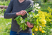 Woman holding bouquet with weeping cherry, rape, summer knot flower (Leucojum aestivum) 'Gravetye Giant', tulip 'Strong Gold' (Tulipa) and woolly mustard