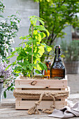 Hop plant with beer in a wooden crate