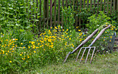 Ranunculus acris and garlic rocket (Alliaria petiolata), in the bed next to tools