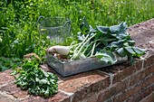 Freshly harvested celery stalks, kohlrabi and radish