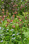 Bachnelkenwurz (Geum Rivale) im Beet im eingewachsenen Garten