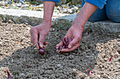 Frau legt Steckzwiebeln (Allium Cepa) 'Stuttgarter Riesen' und 'Rote Karmen' aus Holzkiste zum Einpflanzen ins Beet