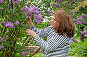 Frau schneidet blühenden Flieder (Syringa) im Garten