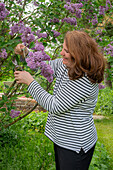 Frau schneidet blühenden Flieder (Syringa) im Garten