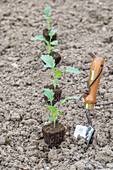 Young kohlrabi plants of the 'Enrico' variety