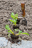 Small yellow chard plants