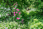 Rosenstrauch 'Fräulein Marie' (Rosa) und Schneeflockenstrauch (Chionanthus virginicus) im eingewachsenen Garten