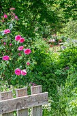 Rosenstrauch 'Fräulein Marie' (Rosa) im eingewachsenen Garten