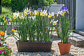 Irises in pots and planter boxes on the patio