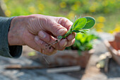 Nachtviole (Hesperis) pikieren, Sämling in der Hand halten