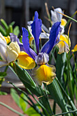 Iris 'Mysterious Rainbow Mix' (Iris hollandica) in the border