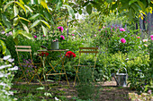 Seat between peonies (Paeonia) and lady's mantle (Alchemilla) in the summer garden