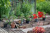 Tomato plants in containers before transplanting to the bed in front of the greenhouse