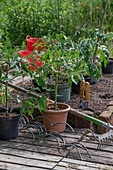 Tomato plants in tubs on the terrace