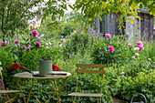 Sitzplatz zwischen Pfingstrosen (Paeonia) und Frauenmantel (Alchemilla) im sommerlichen Garten