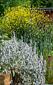 Wool cistus (Stachys byzantina) growing in the raised bed