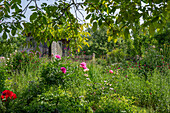 Pfingstrosen (Paeonia) und Frauenmantel (Alchemilla) im sommerlichen Garten