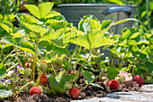 Strawberries in the bed, plants with fruit