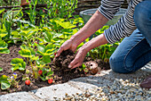 Erdbeeren im Beet, Pflanzen mit Früchten