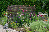 Duft-Wicke (Lathyrus odoratus) im Beet am Flechtzaun,  Kalifornischer Mohn (Eschscholzia californica), Echte Kamille, blühend