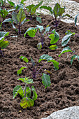 Kohlrabi 'Azur Star' in a bed, young plants