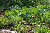 Kohlrabi 'Enrico' in the vegetable patch