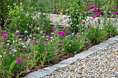 Bed edging with carnation cress (Silene armeria) and chives (Allium schoenoprasum)