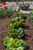 Romanasalat 'Forellenschluß' und Grüner Salat 'Batavia', Kohl und Klatschmohn (Papaver) im Gemüsebeet