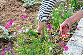 Pruning chives in the bed and clove campion (Silene armeria) and crested sage (Salvia viridis)