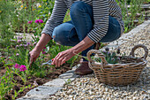 Pruning chives in the bed and clove campion (Silene armeria)