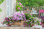 Petunien (Petunia) und Zauberglöckchen (Calibrachoa) in Bakonkasten auf Terrasse