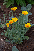 Kalifornischer Mohn (Eschscholzia Californica) im Beet