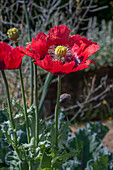 Macedonian brown poppy (Papaver somniferum) in a bed