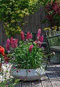 Lupine in a pot