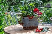 Strawberries and purple bells