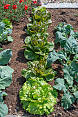 Salat und Kohlrabi im Beet vor Mohnblumen (Papaver)