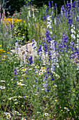 Annual delphinium (Delphinium), dyer's chamomile (Anthemis tinctoria) and woolly cicely in the garden bed