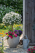 Daisy, verbena and vanilla flower in a pot on the patio