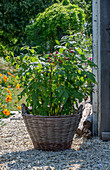 Raspberry in plant basket on terrace