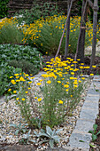 Woolwort (Stachys Byzantina) between stones and dyer's chamomile (Anthemis tinctoria) in a flower bed