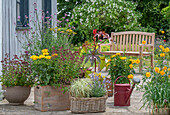 Flower pots on terrace, coreopsis, Patagonian verbena (Verbena bonariensis), oregano, lavender, miracle tree, palm frond sedge 'Bicolor'