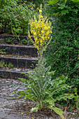 Candelabra Mullein