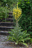 Candelabra monkshood (Verbascum olympicum) flowering by the wayside