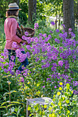 Blühende Nachtviole (Hesperis matronalis) im Beet und Frau bei Gartenarbeit