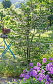 Japanese storax tree and night violet