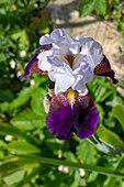 Hohe Bart-Iris (Iris barbata-elatior) 'Wabash', Schwertlilie, Portrait