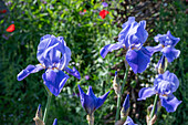 Hohe Bart-Iris (Iris barbata-elatior), Schwertlilie im Beet, Portrait