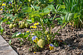 Unripe strawberries and pansies (Viola wittrockiana) in the bed